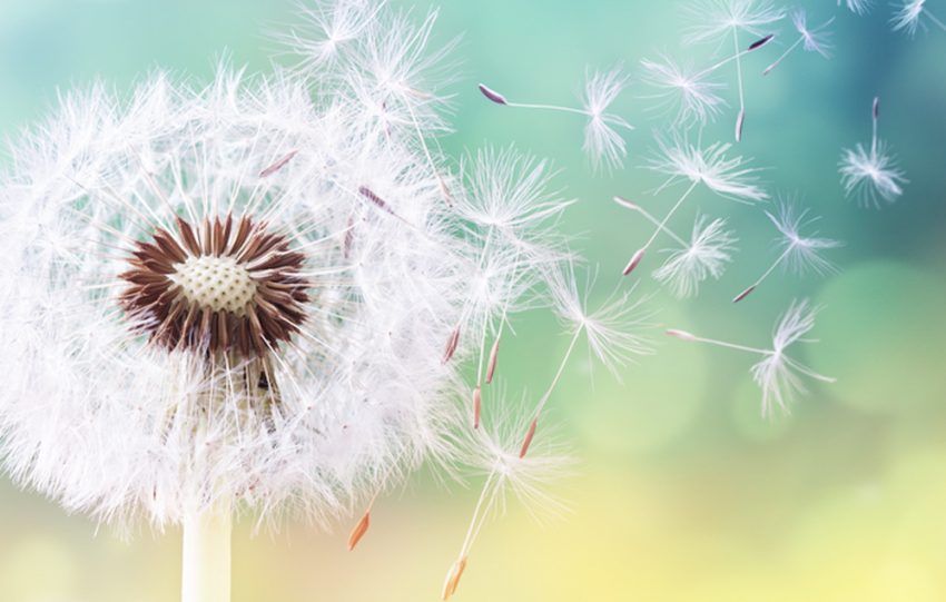 la bellezza della vita