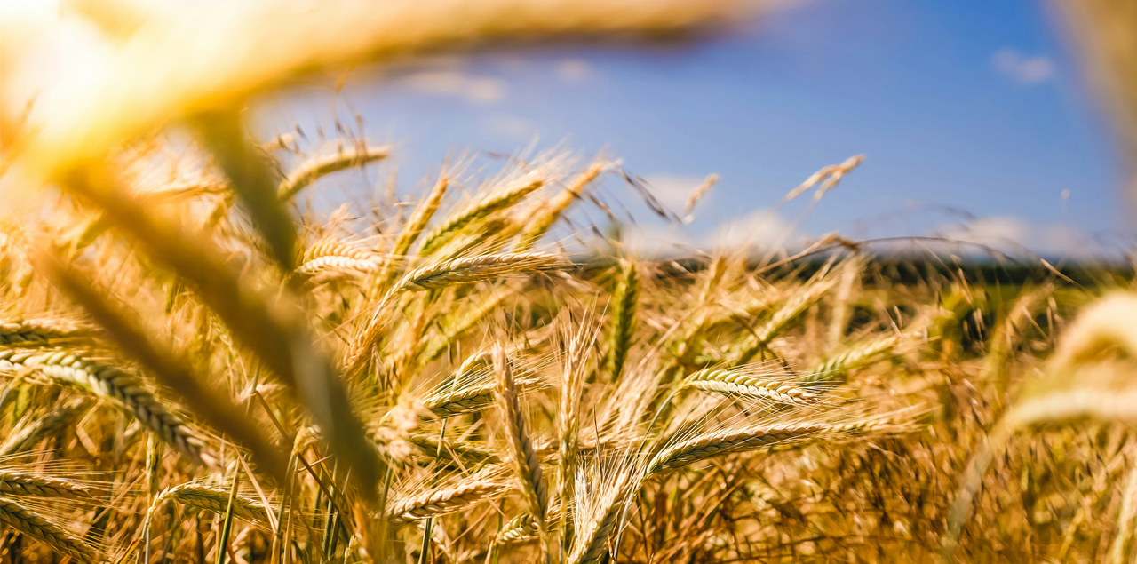 in cerchio con l'abbondanza