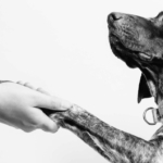 il contatto con gli animali