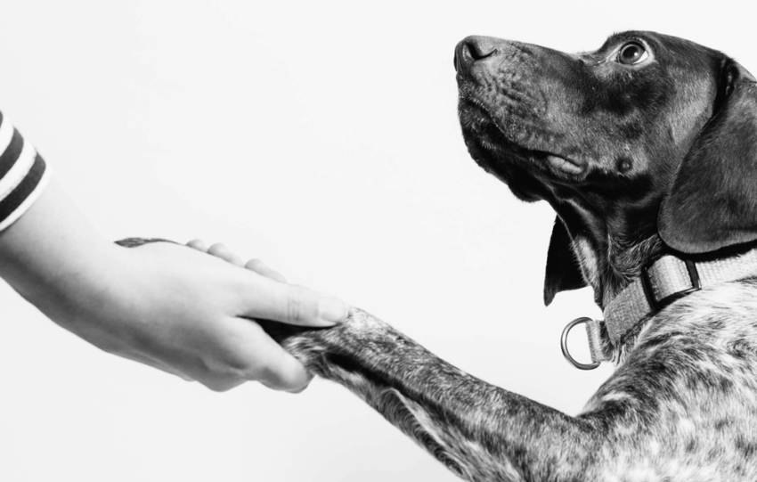 il contatto con gli animali